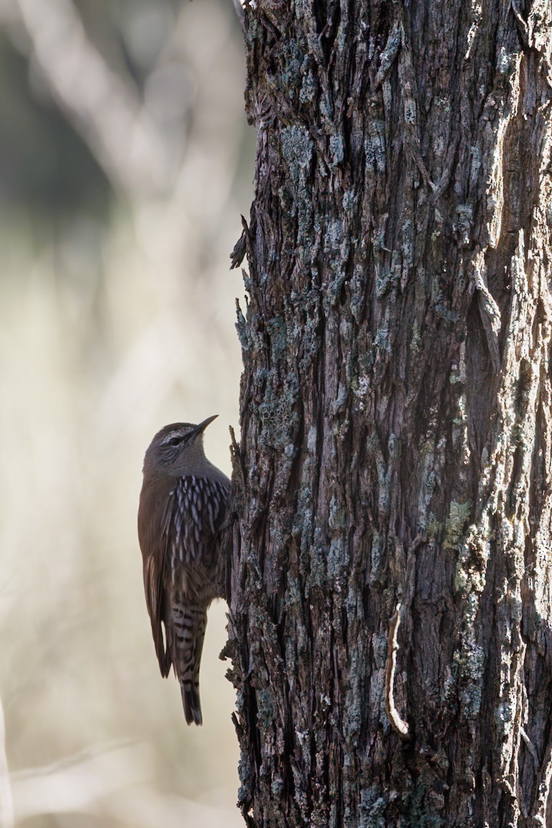 Weißbrauen-Baumrutscher - ML644988606