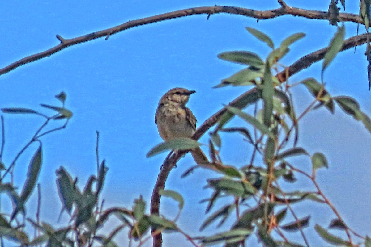 Rufous Songlark - ML644988614