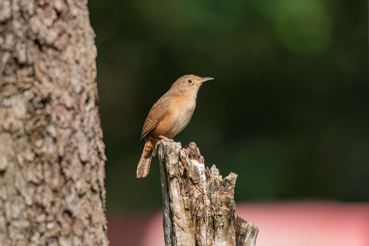 Southern House Wren - ML644988627