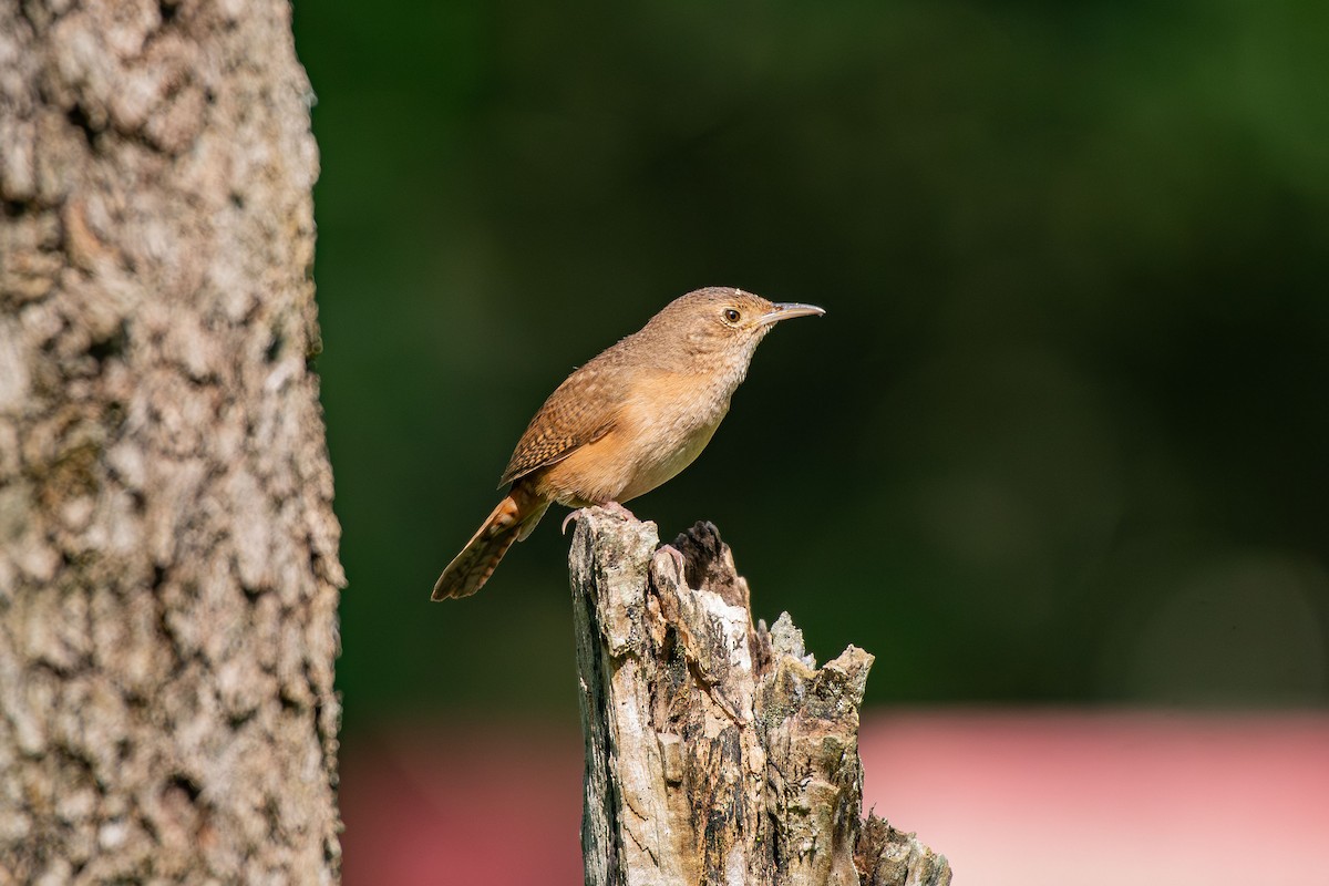 Southern House Wren - ML644988629