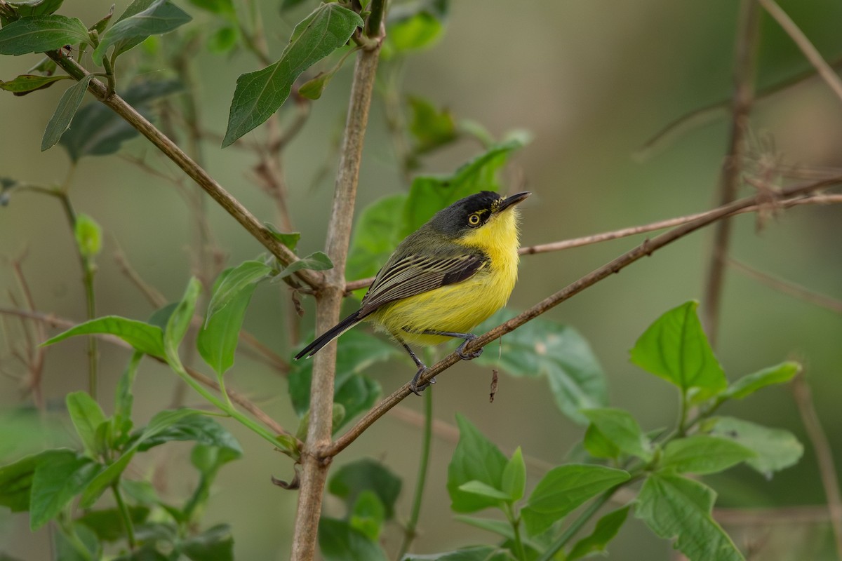 Common Tody-Flycatcher - ML644988631