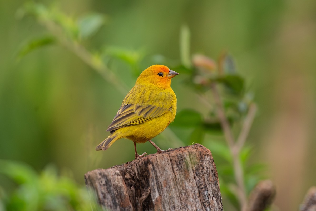 Saffron Finch - ML644988661