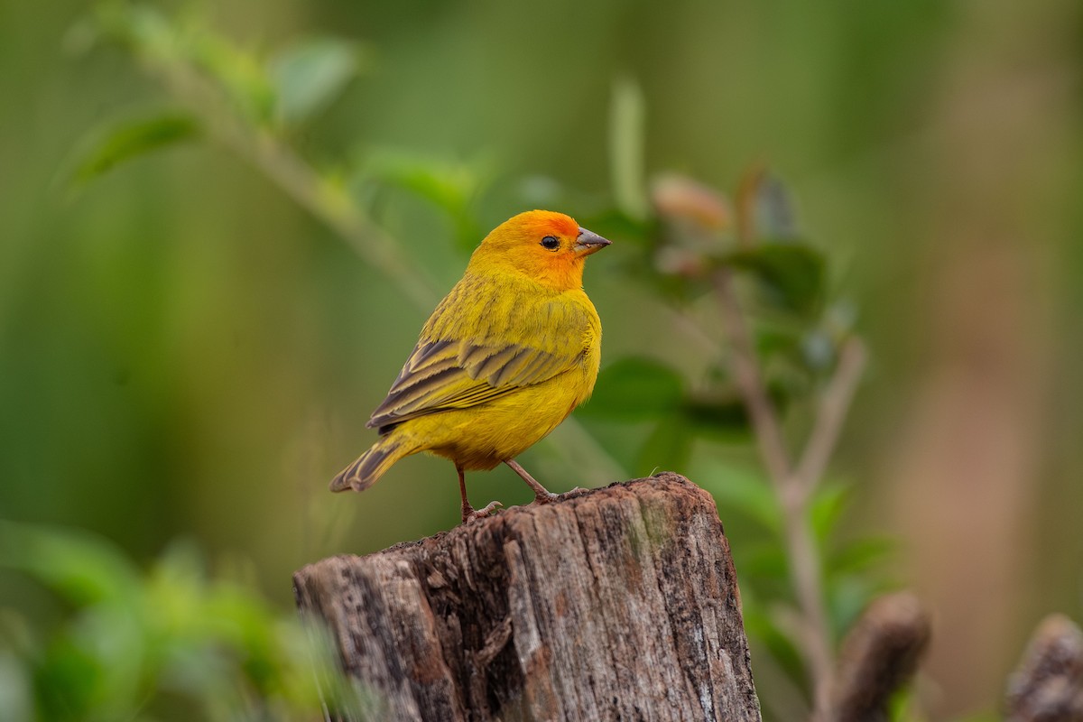 Saffron Finch - ML644988663