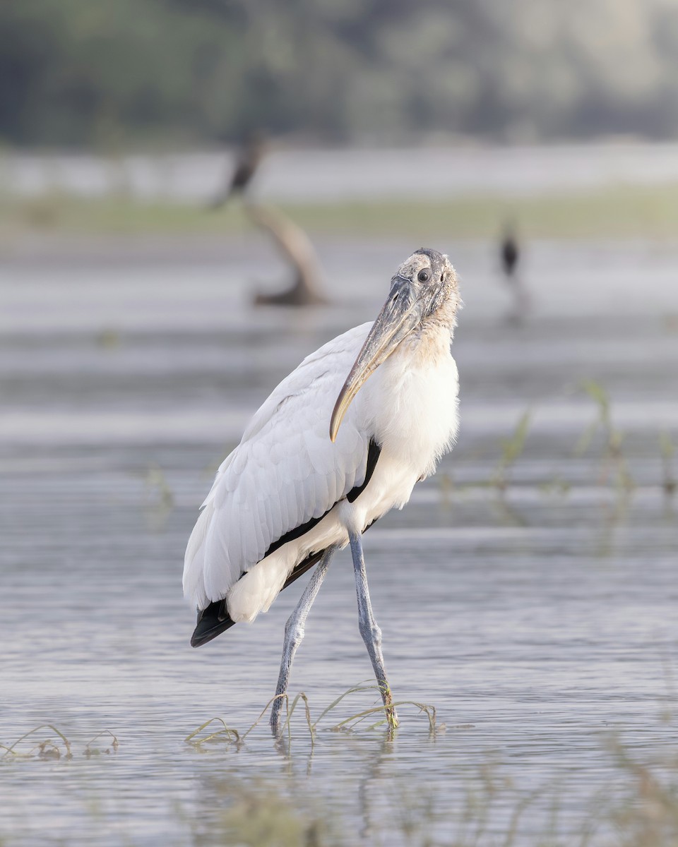 Wood Stork - ML644988686