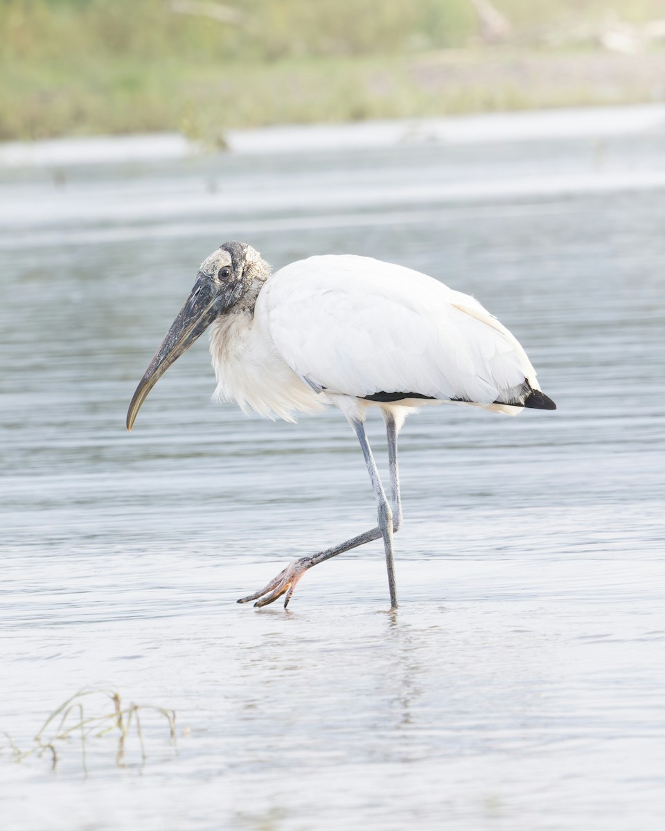 Wood Stork - ML644988687