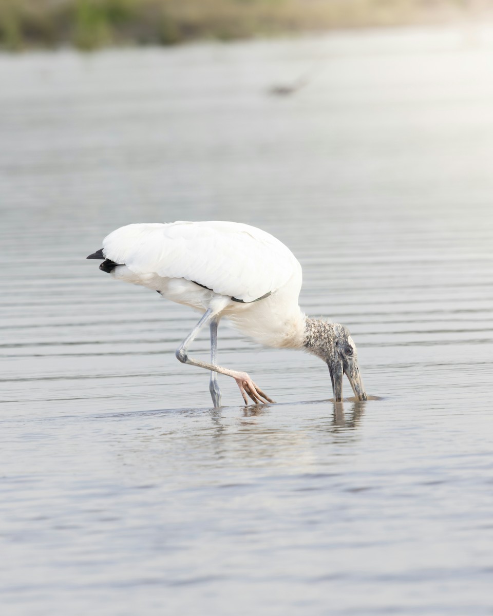 Wood Stork - ML644988688