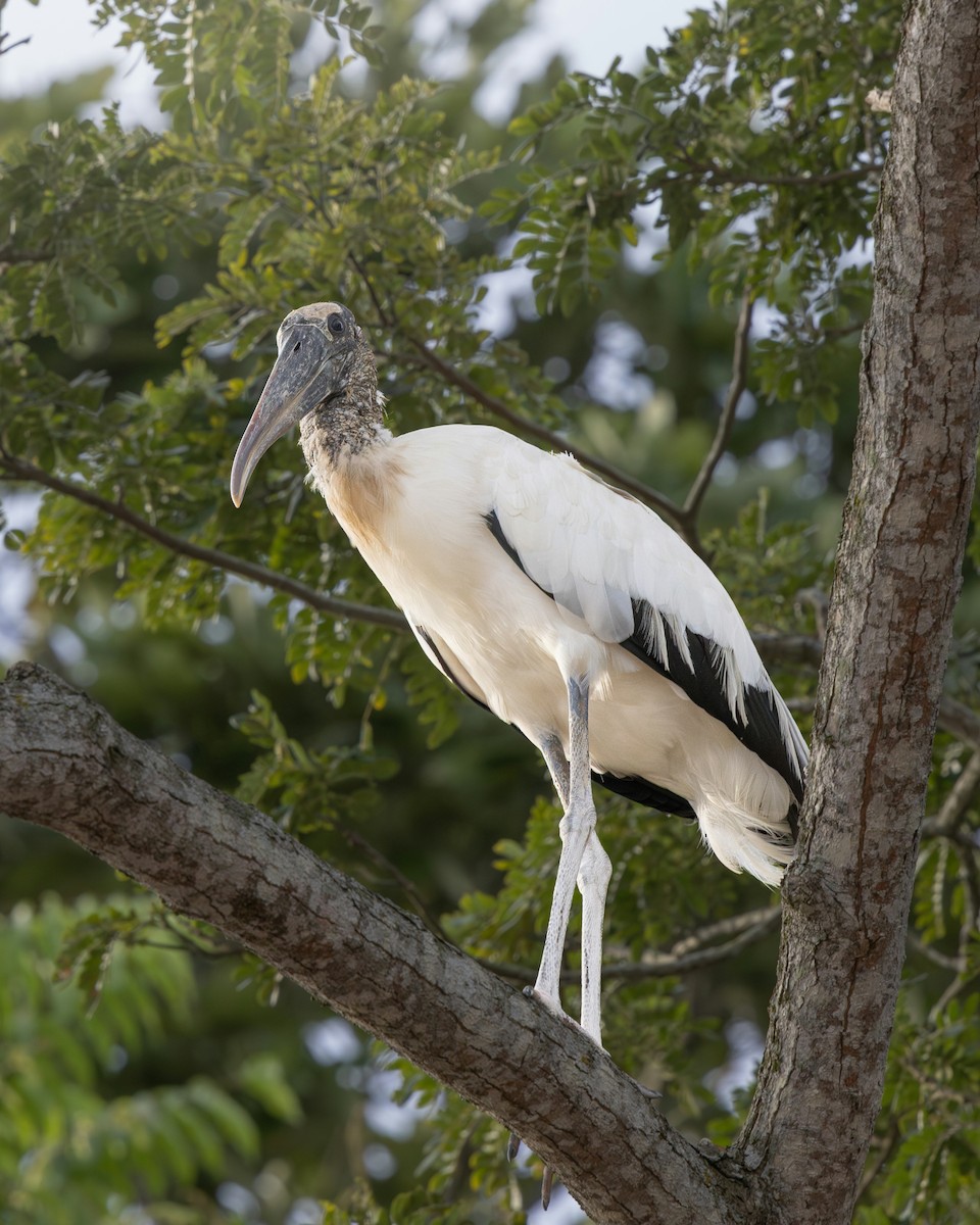 Wood Stork - ML644988689