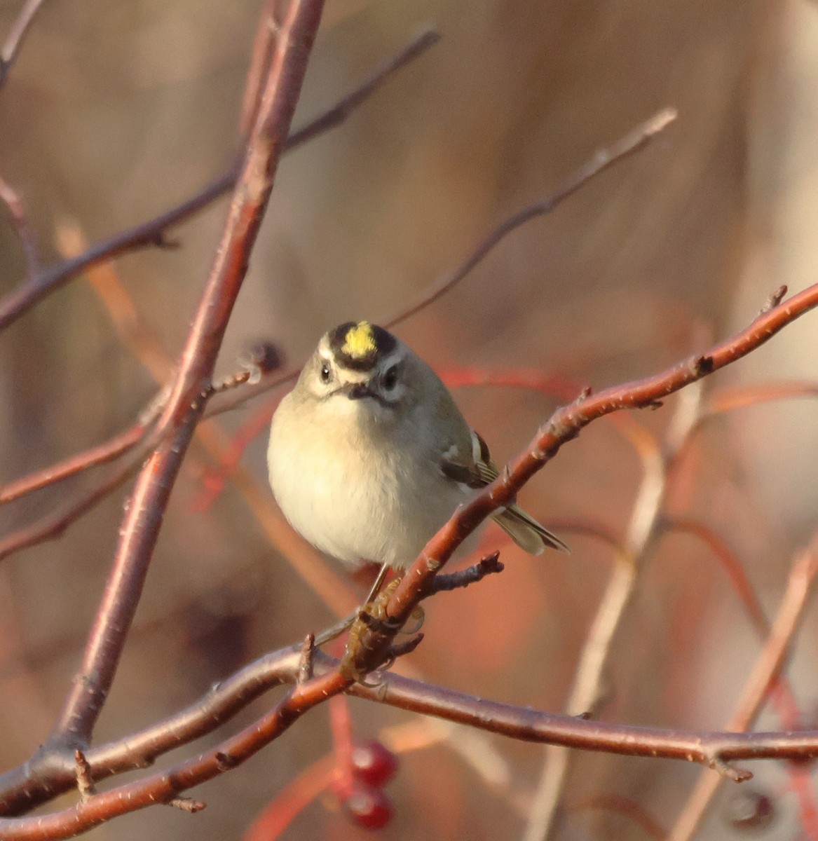 Golden-crowned Kinglet - ML644988690
