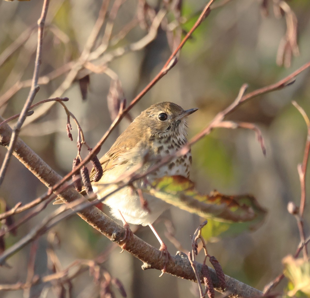 Hermit Thrush - ML644988696