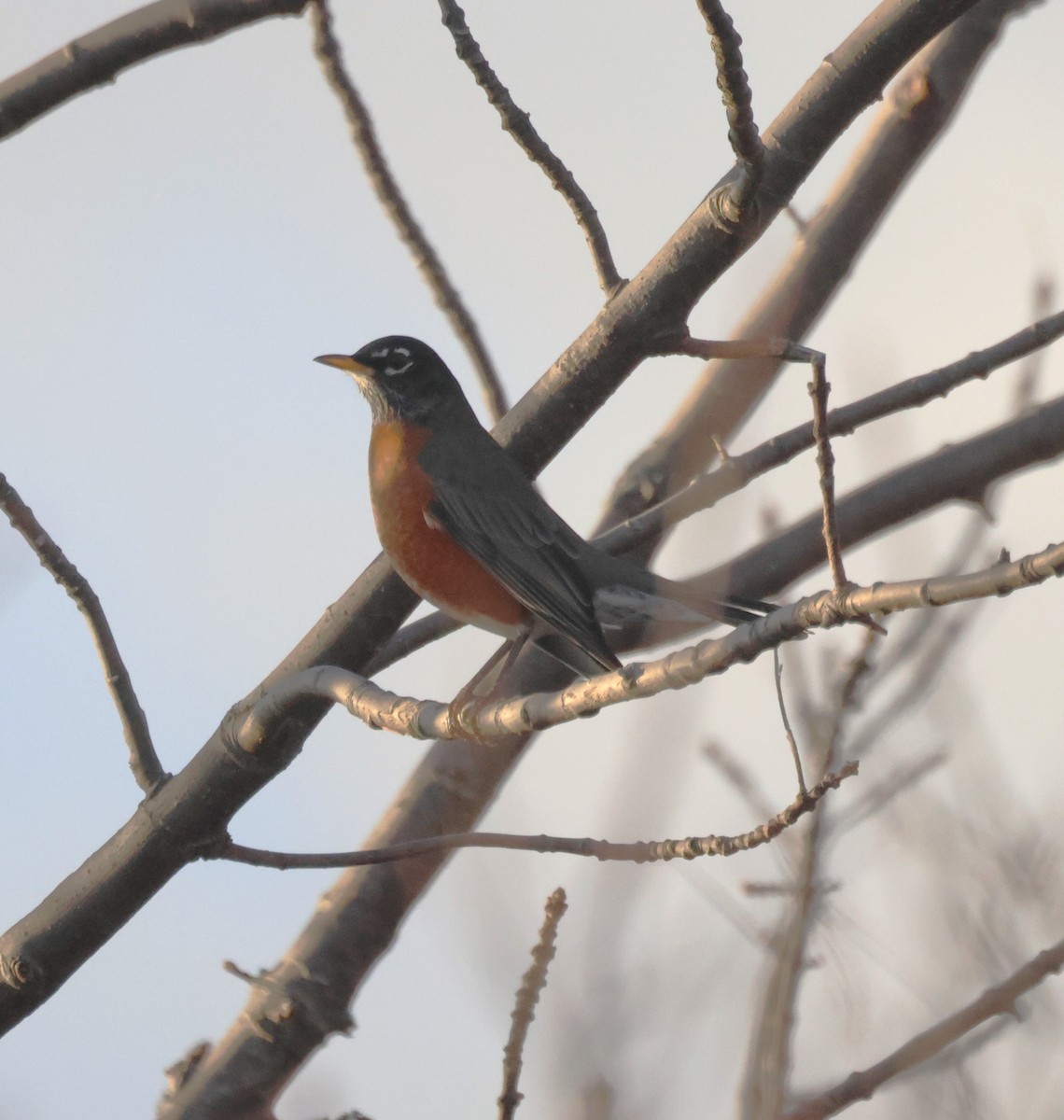 American Robin - ML644988697