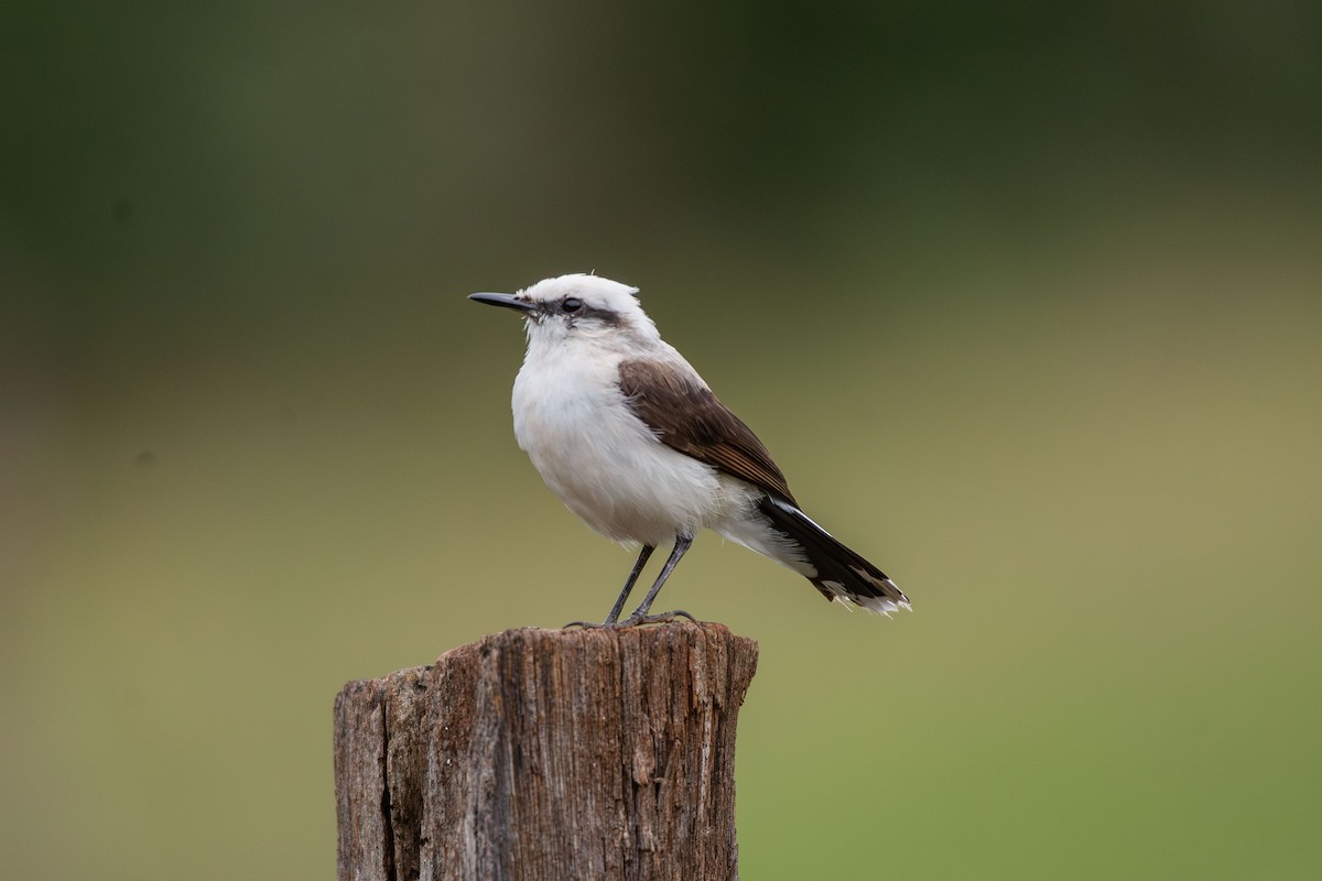 Masked Water-Tyrant - ML644988698