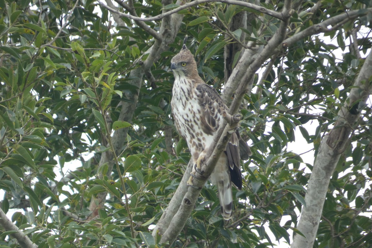 Changeable Hawk-Eagle - ML644988704
