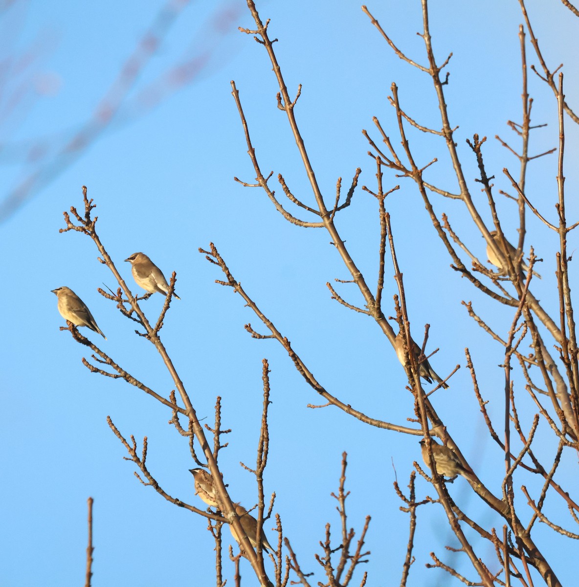 Cedar Waxwing - ML644988705