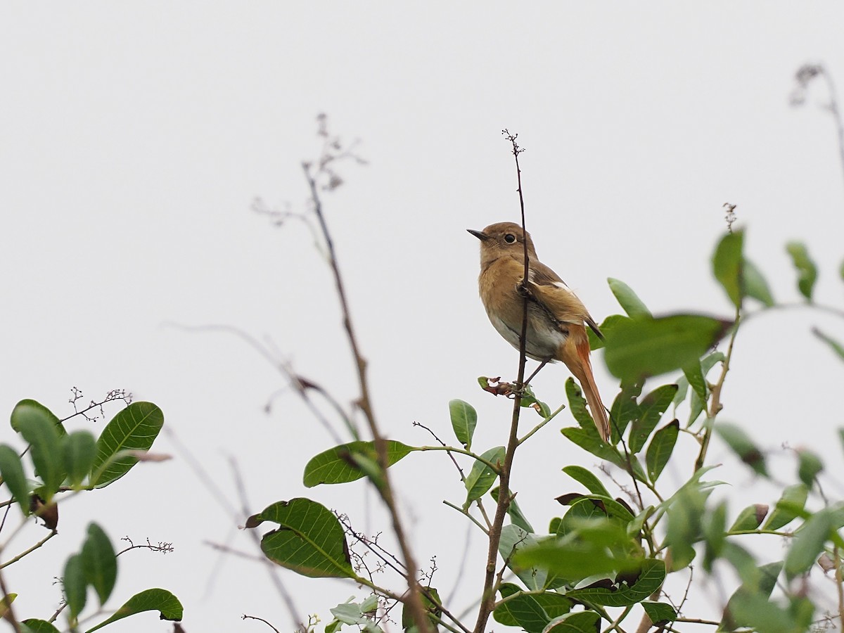 חכלילית סיבירית - ML644988707