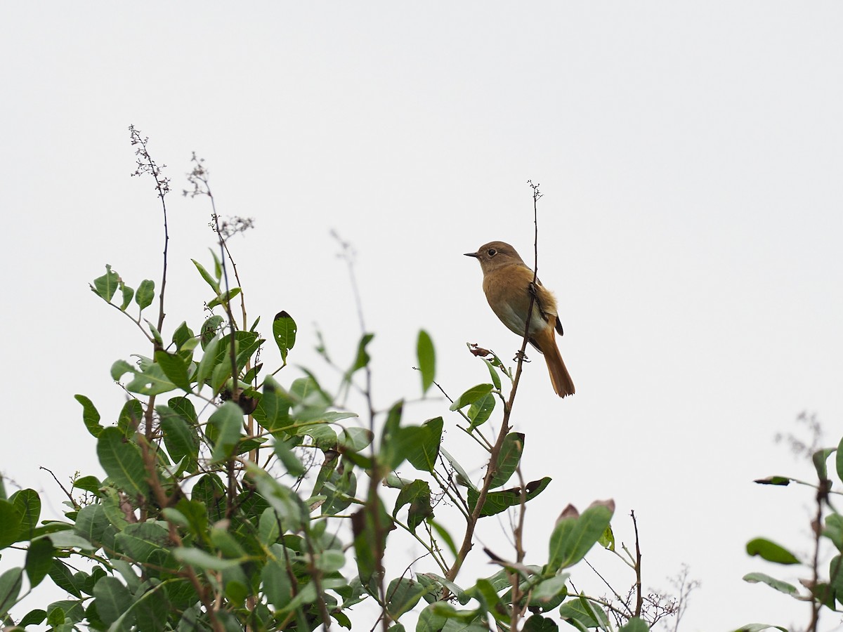חכלילית סיבירית - ML644988708