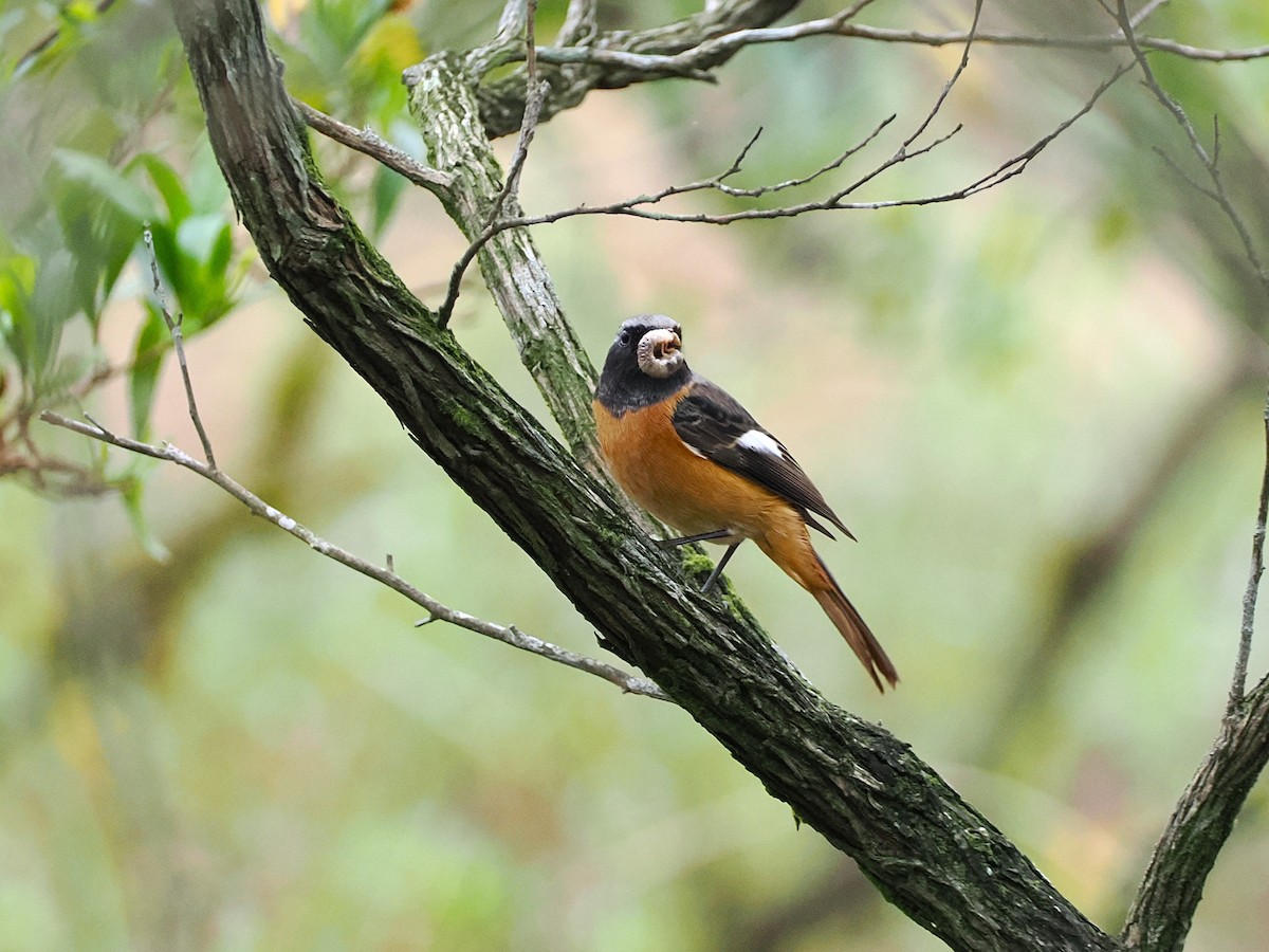 חכלילית סיבירית - ML644988709