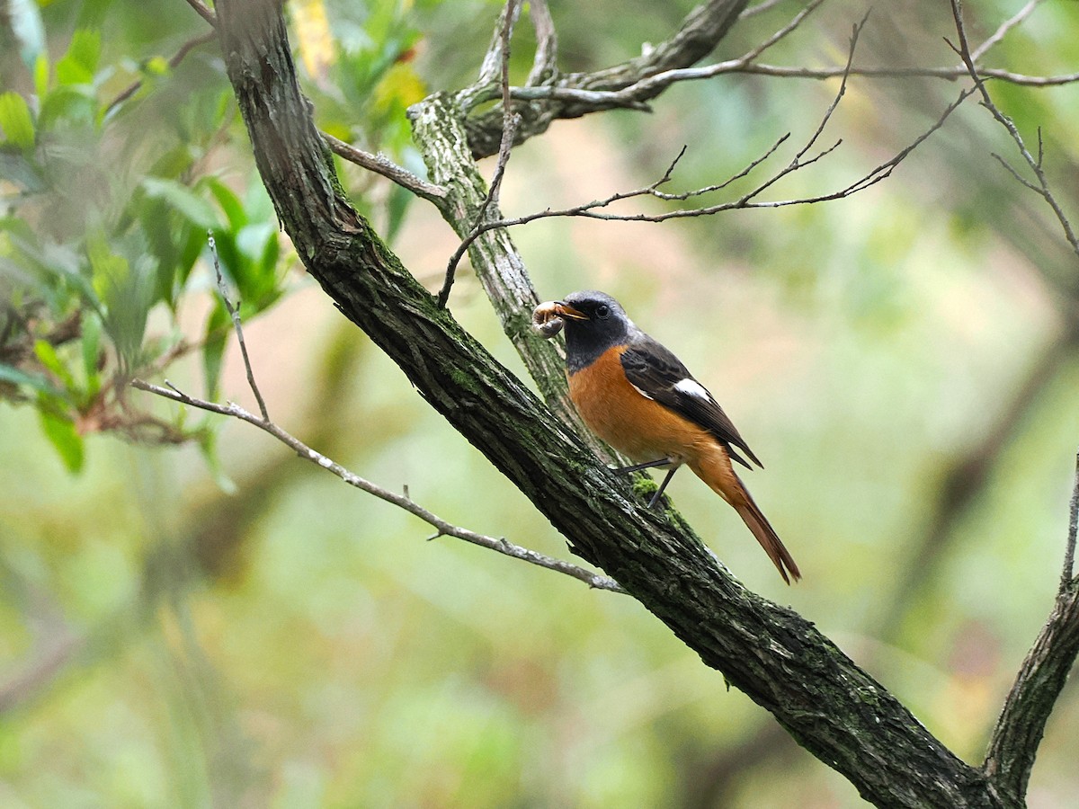 חכלילית סיבירית - ML644988710