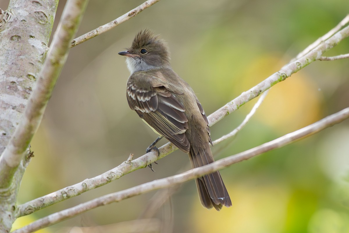 Large Elaenia - ML644988739