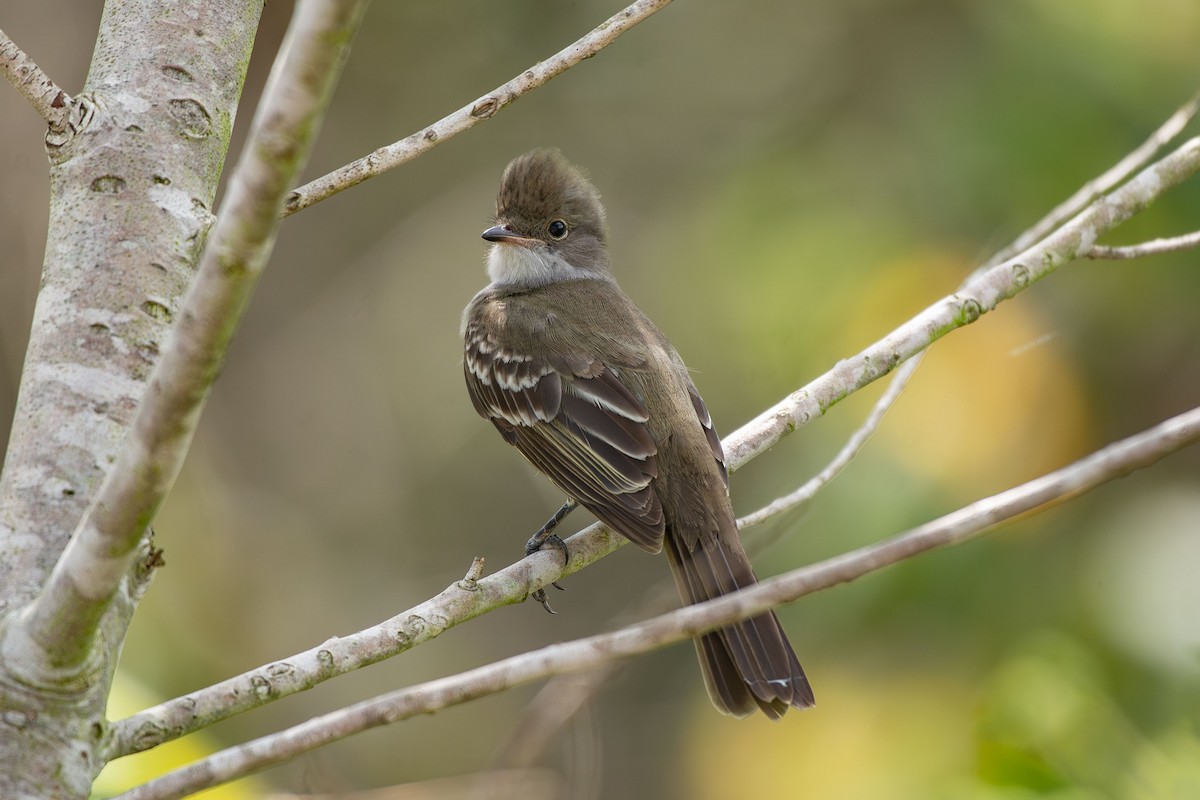 Large Elaenia - ML644988740