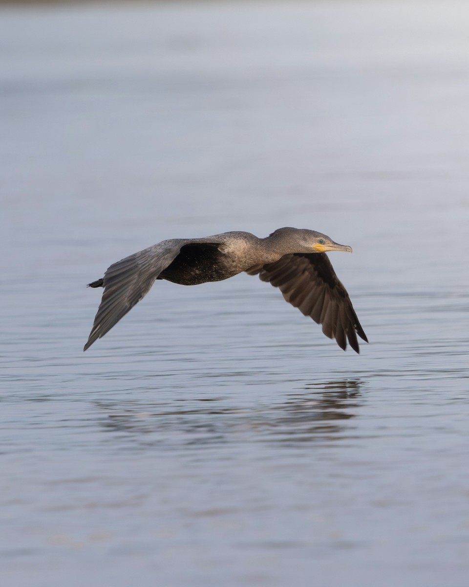 Neotropic Cormorant - ML644988747