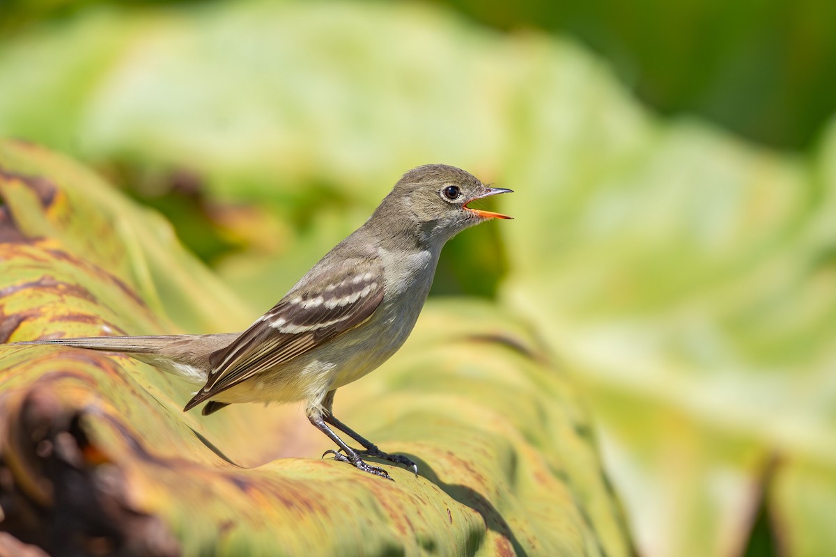 Small-billed Elaenia - ML644988752
