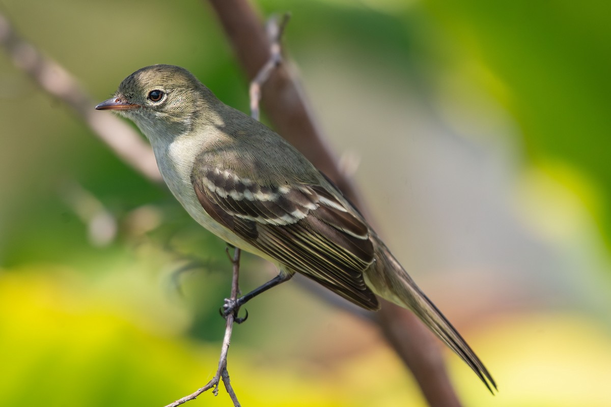 Small-billed Elaenia - ML644988753