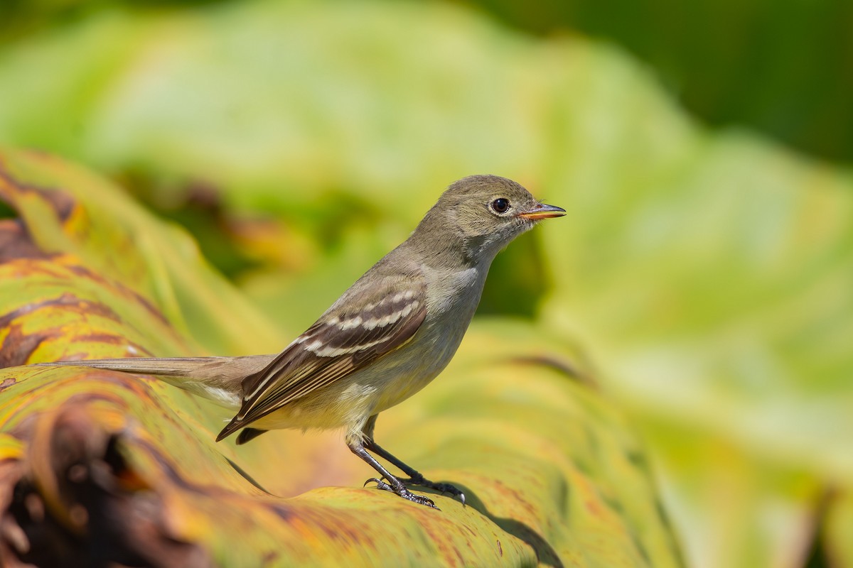 Small-billed Elaenia - ML644988754