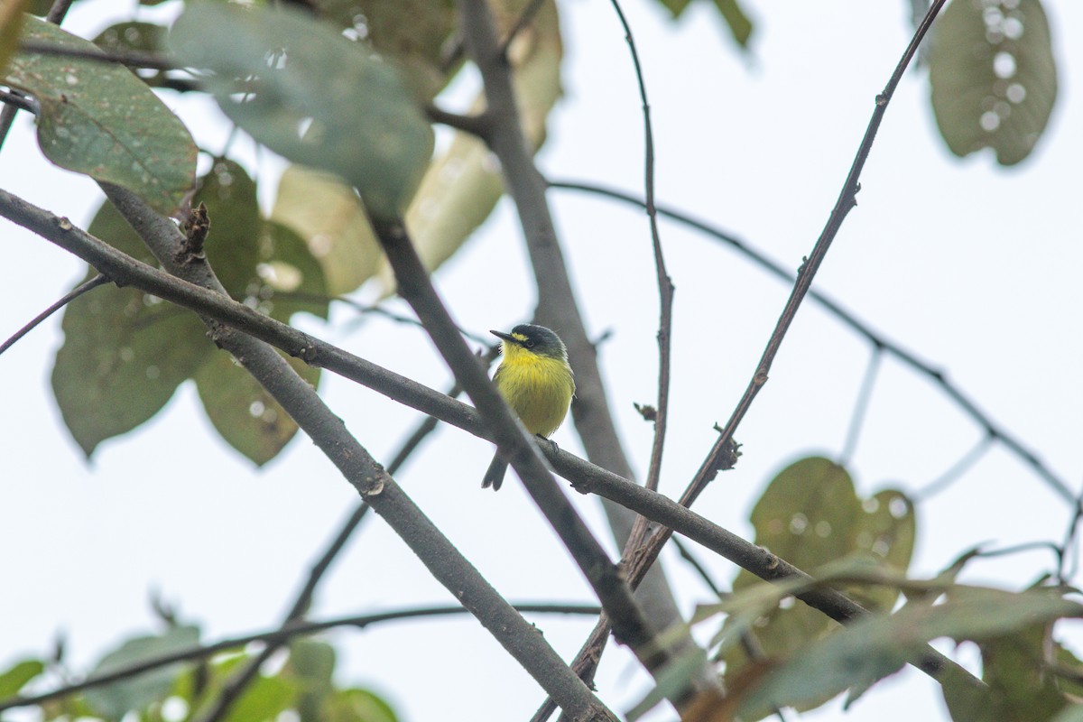 Gray-headed Tody-Flycatcher - ML644988755