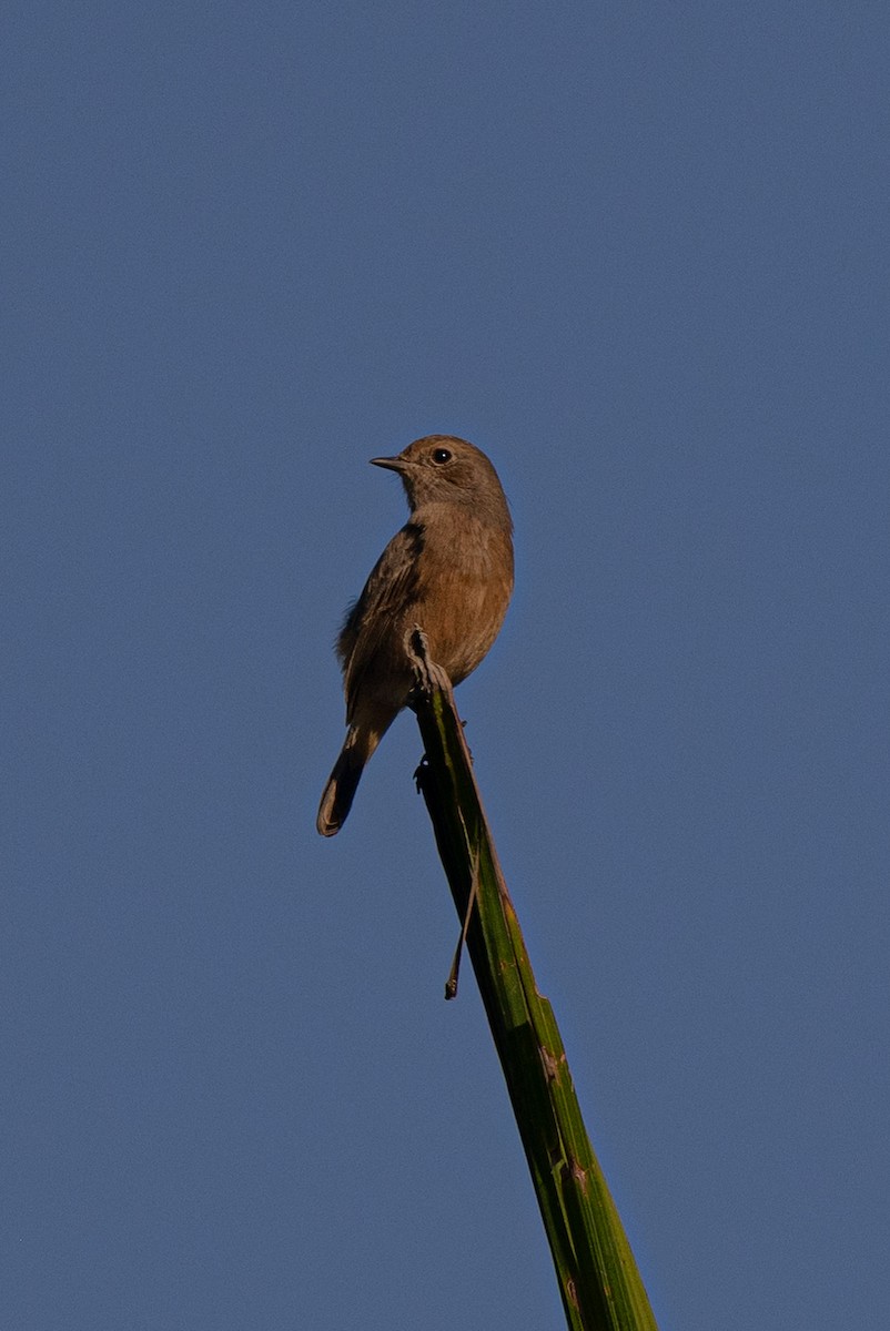 Saltimpalo bianco e nero - ML644988773