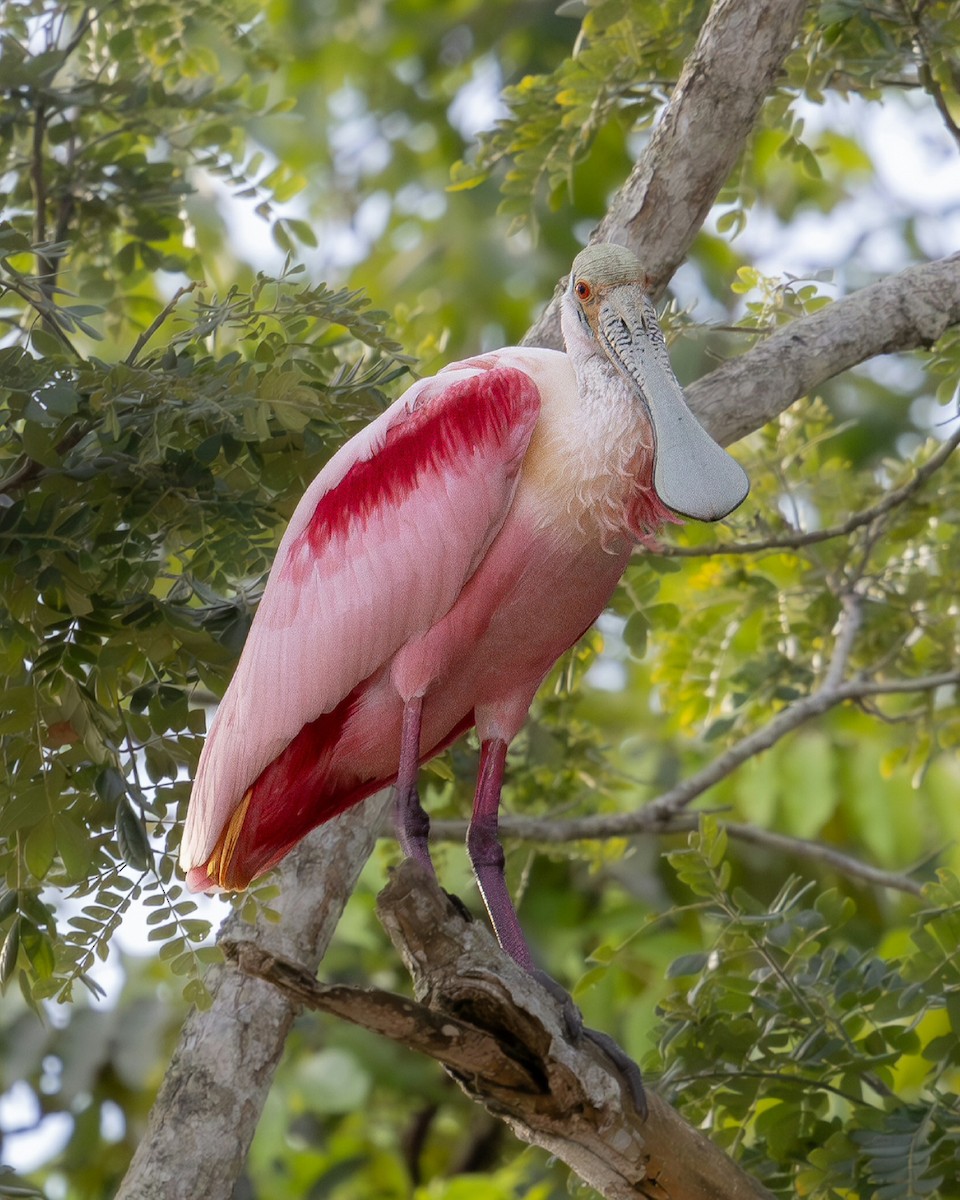 Roseate Spoonbill - ML644988801