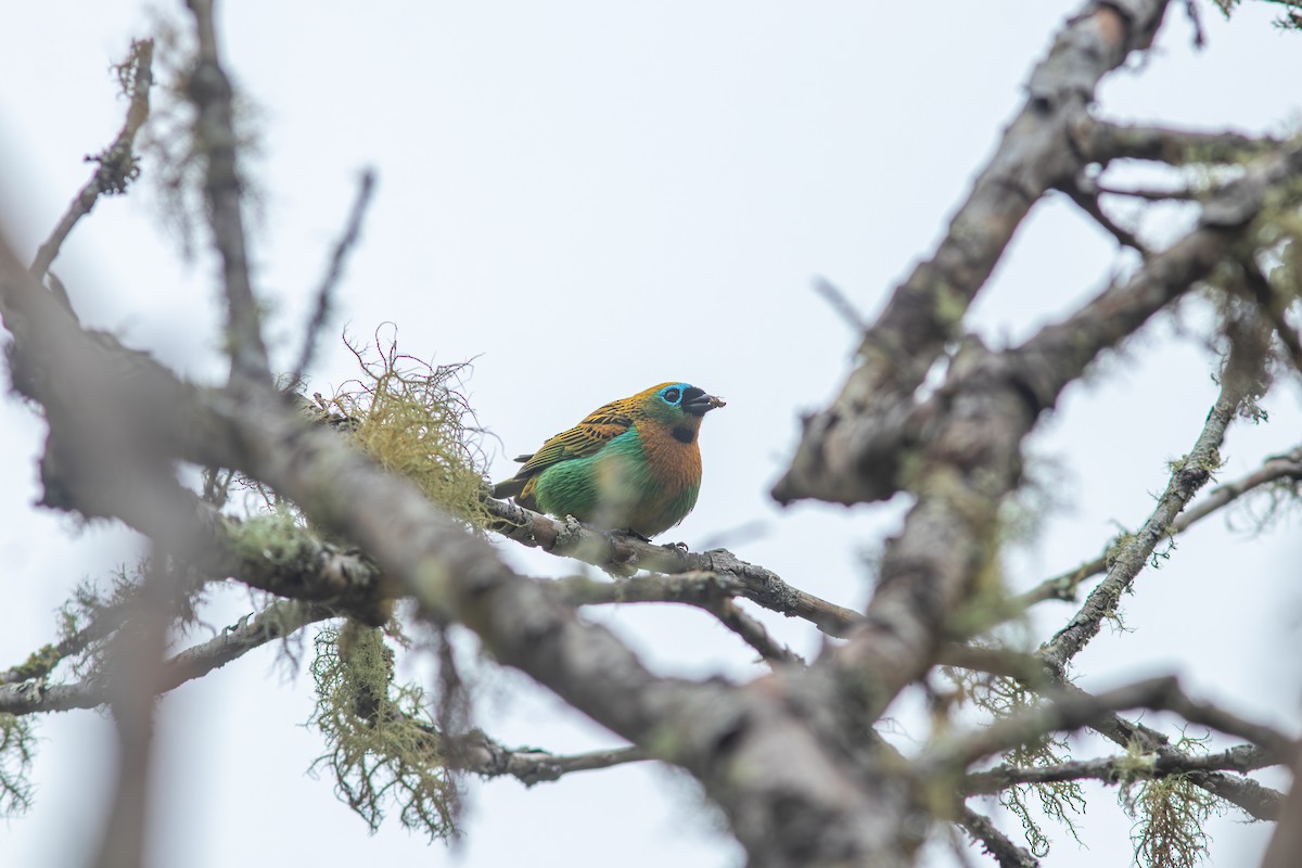 Tangara de Desmarest - ML644988803