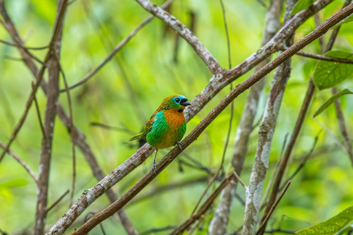 Tangara de Desmarest - ML644988805