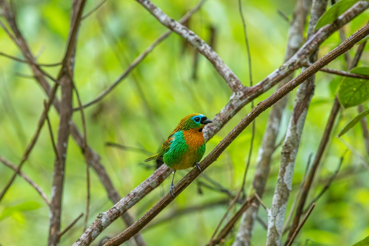 Tangara de Desmarest - ML644988806