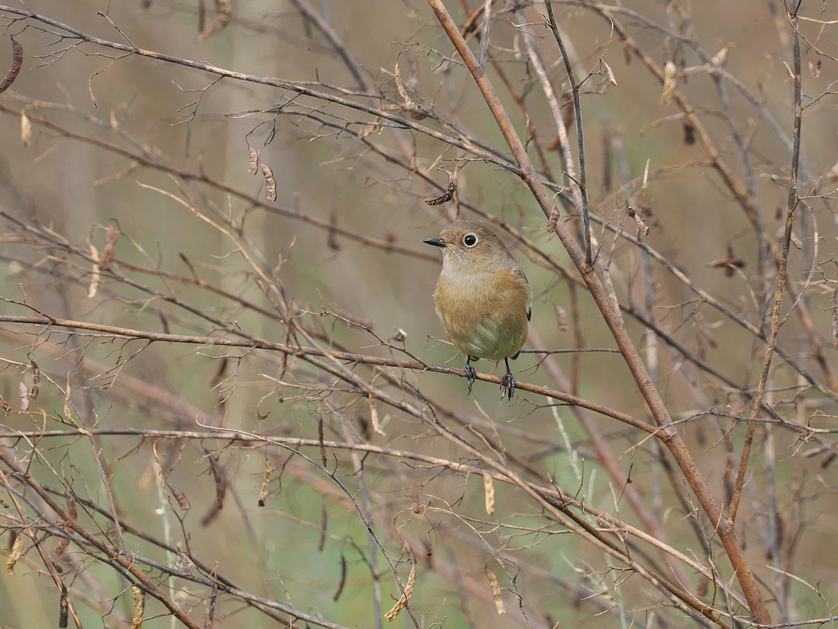 חכלילית סיבירית - ML644988812