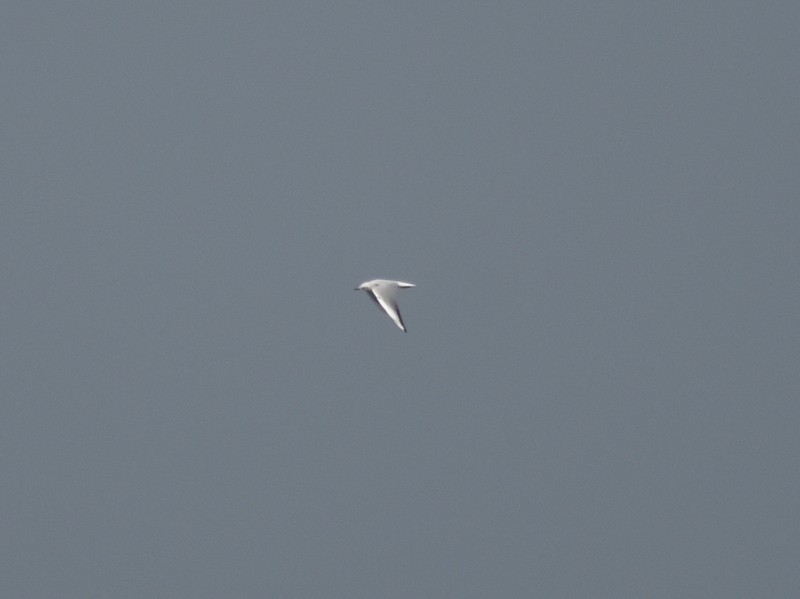 Gaviota Centroasiática - ML644988824