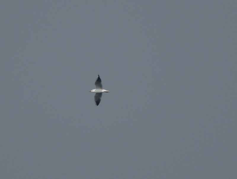 Gaviota Centroasiática - ML644988825