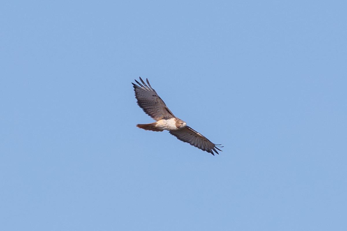 Red-tailed Hawk - ML644988914