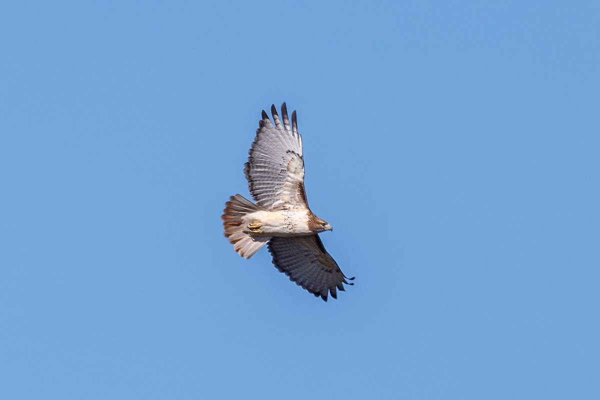Red-tailed Hawk - ML644988915
