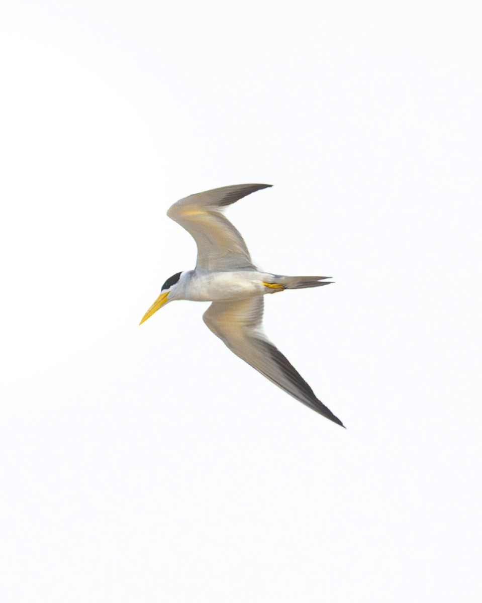 Large-billed Tern - ML644988918