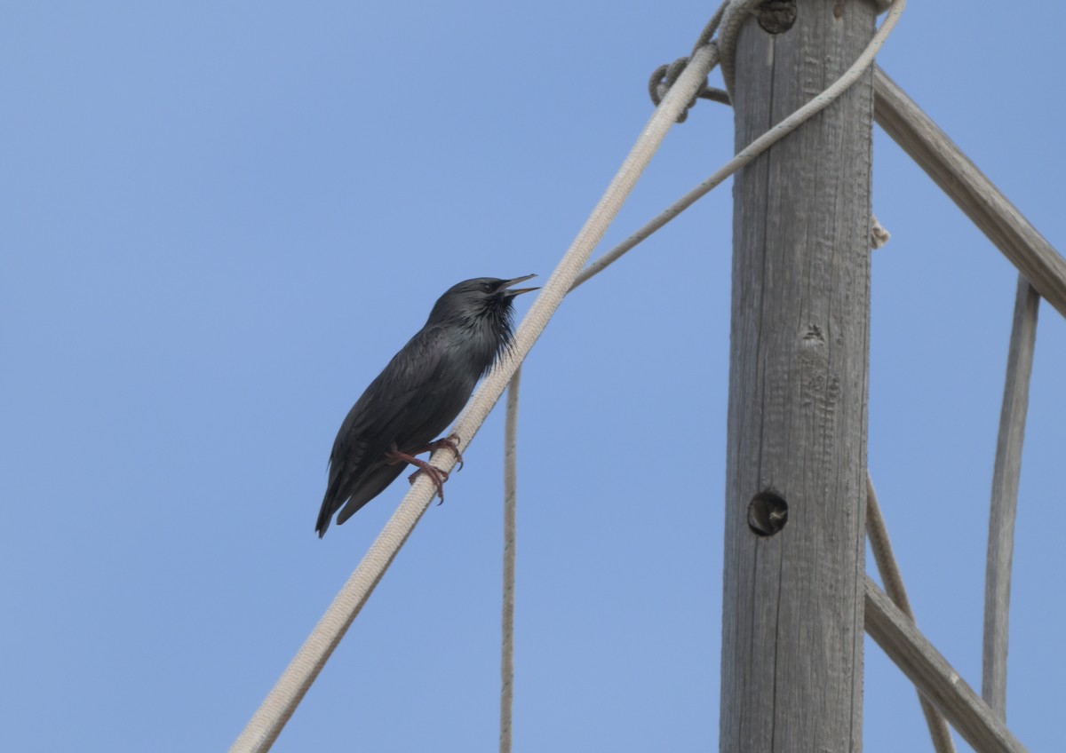 Arabazozo beltza - ML644988946