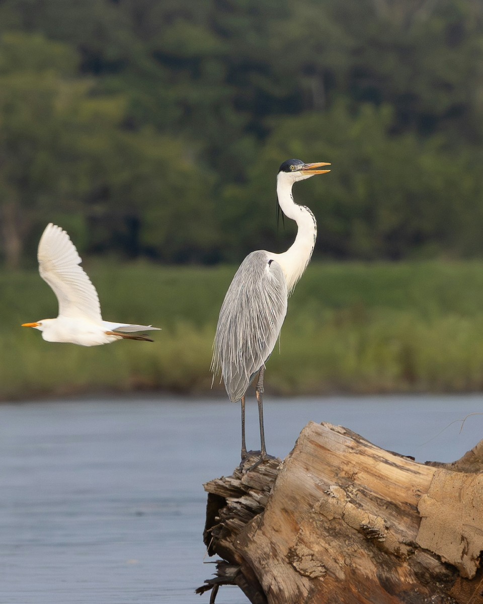 Cocoi Heron - ML644988951