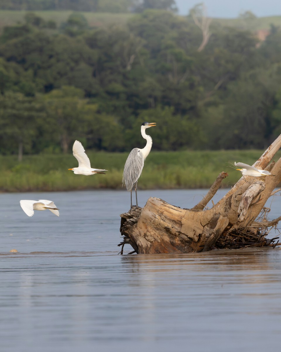 Cocoi Heron - ML644988952