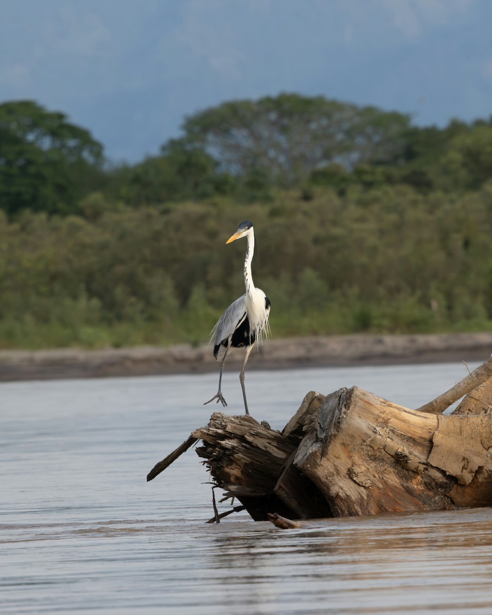 Cocoi Heron - ML644988953