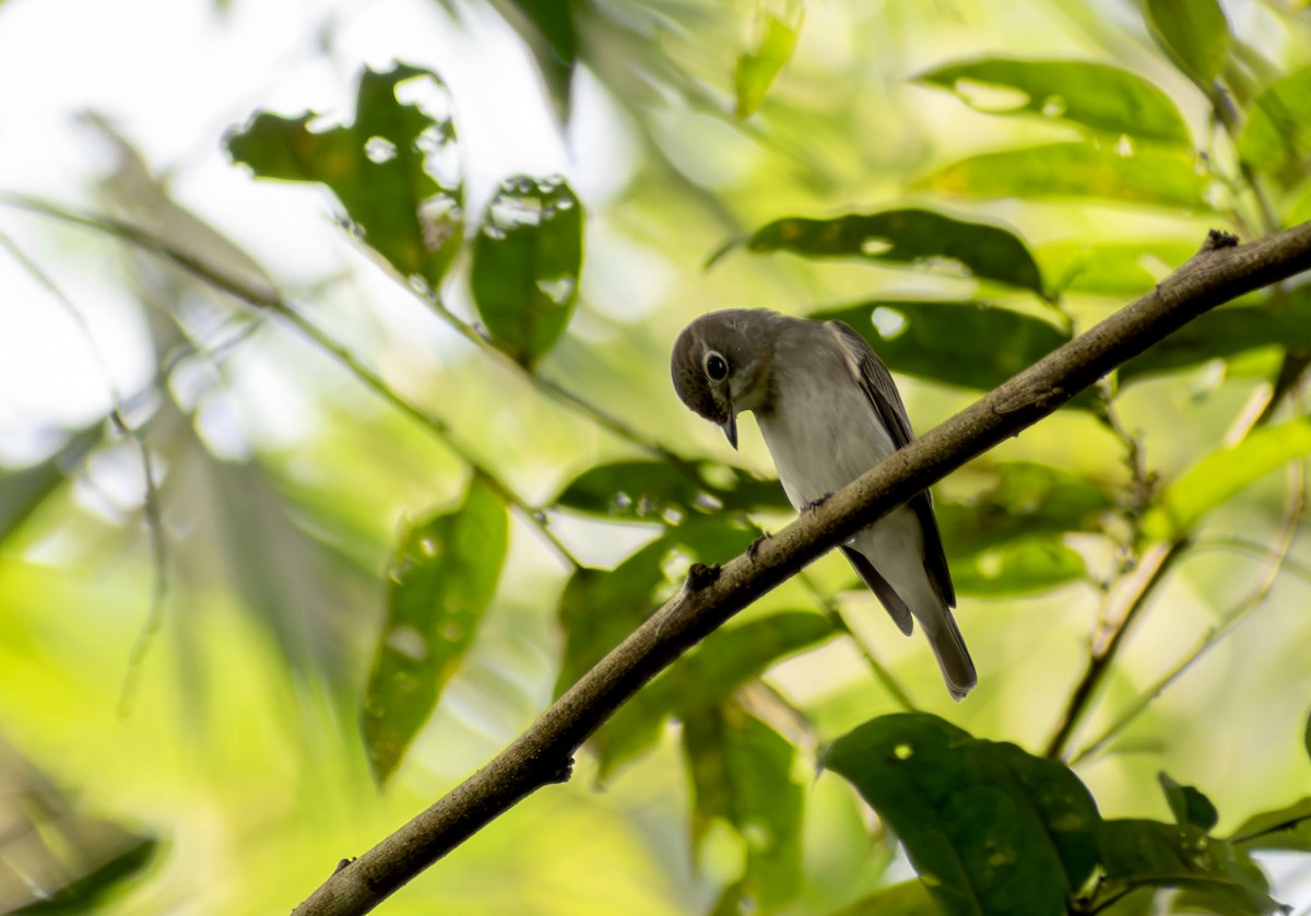 Asian Brown Flycatcher - ML644988991