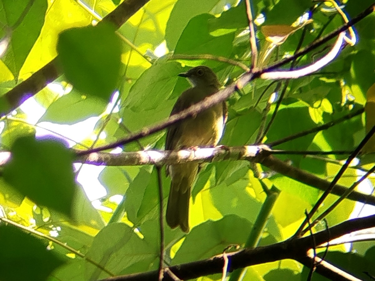 Spectacled Bulbul - ML644988993