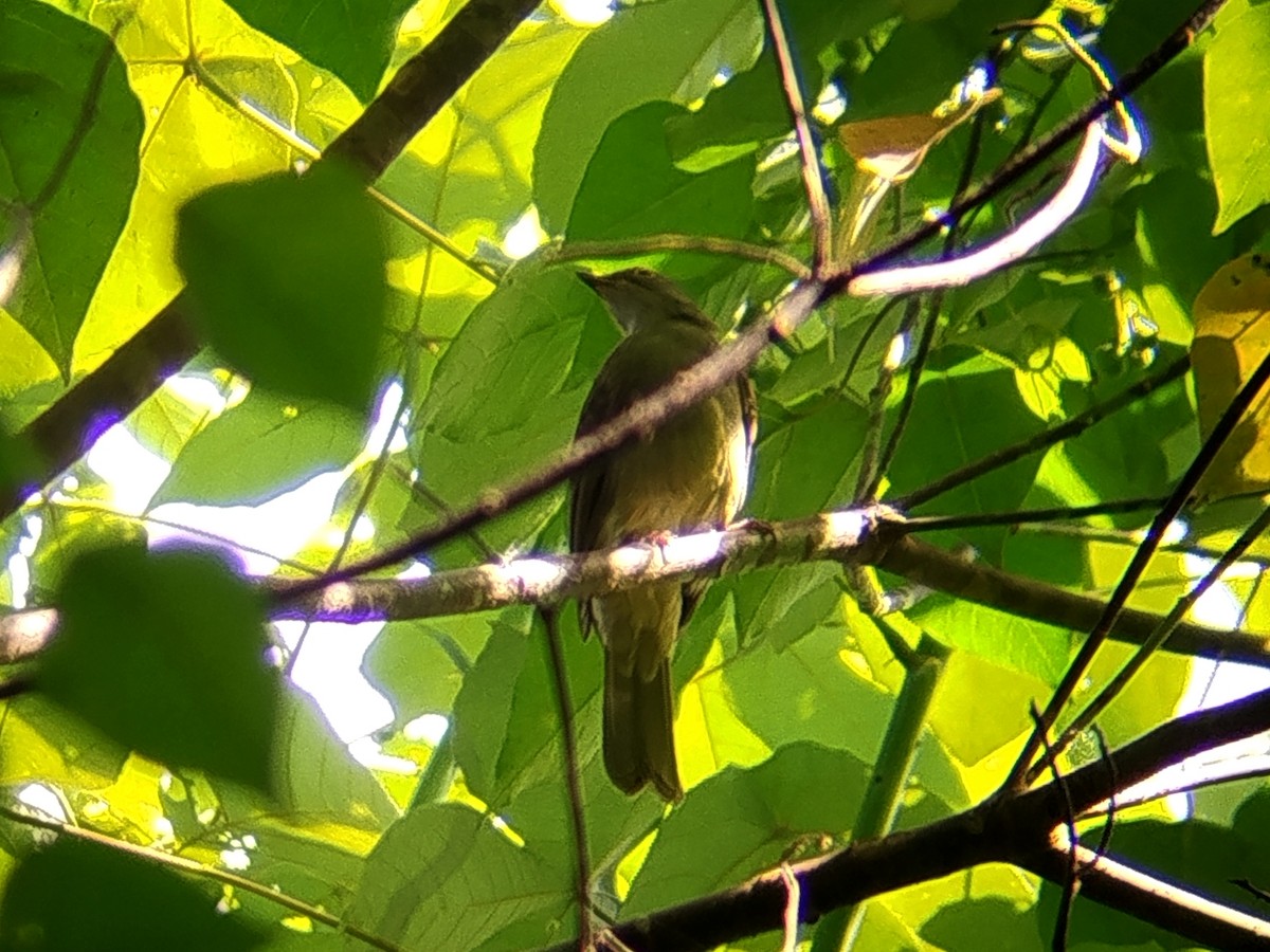Spectacled Bulbul - ML644988994