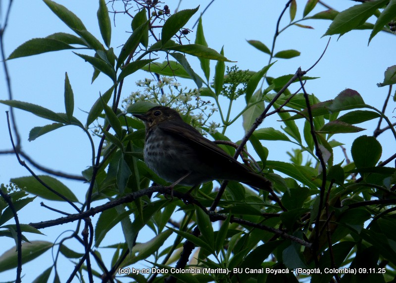 Swainson's Thrush - ML644988998