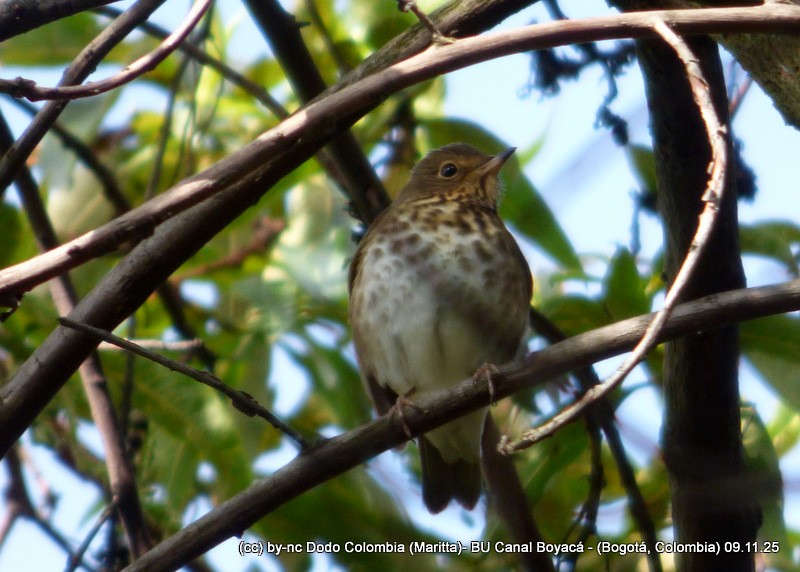 Swainson's Thrush - ML644989018