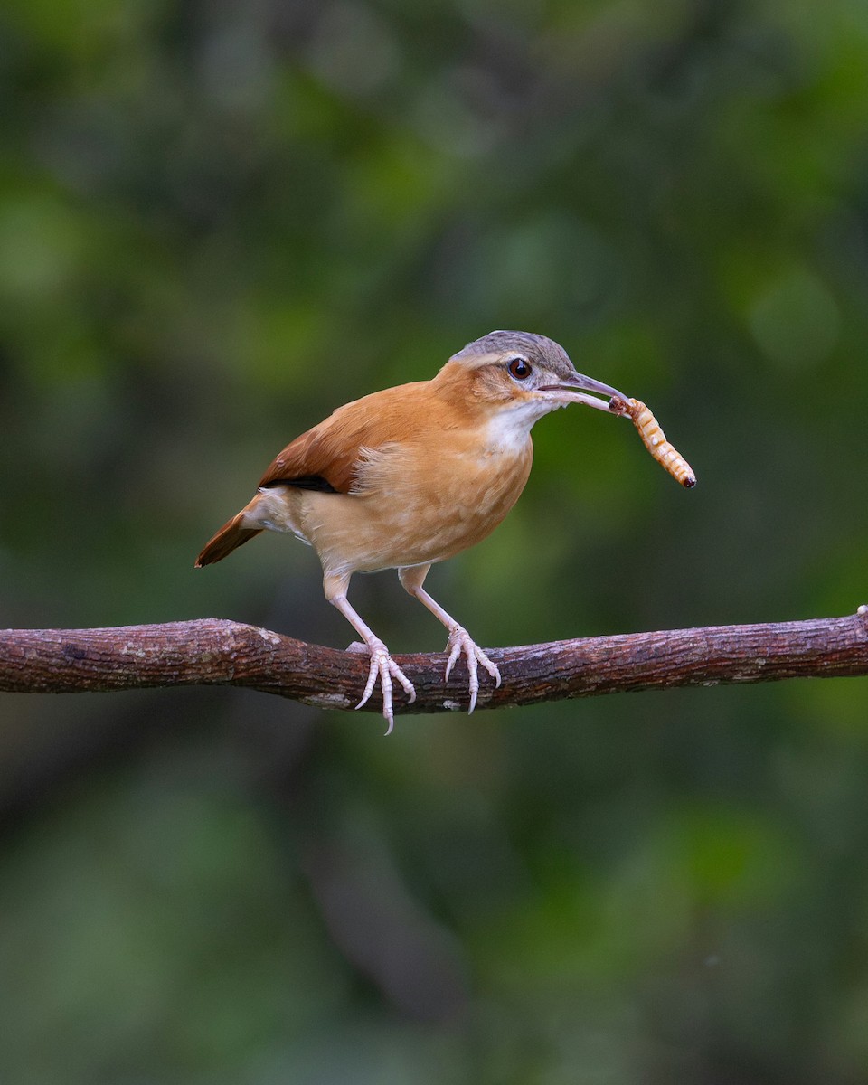 Caribbean Hornero - ML644989028