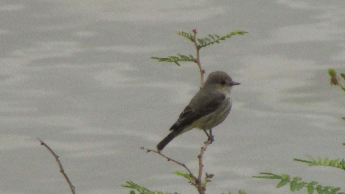 Vermilion Flycatcher - ML644989035